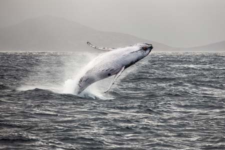 Albany Humpback whale breaching