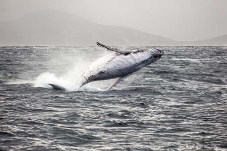 Albany Humpback whale breaching