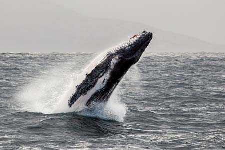 Albany Humpback whale breaching