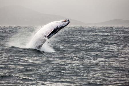 Albany Humpback whale breaching