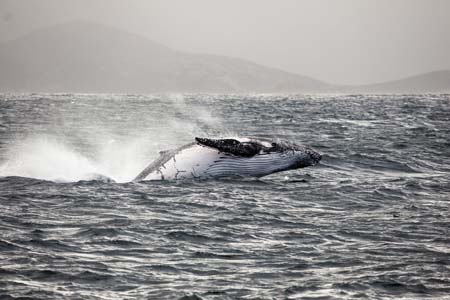 Albany Humpback whale breaching