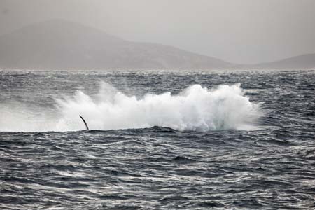 Albany Humpback whale breaching