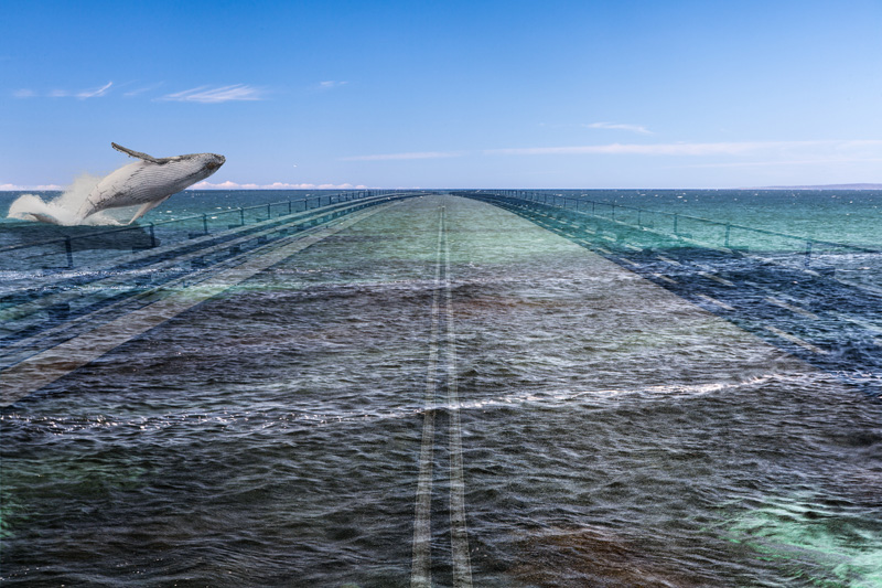 Humpback flight