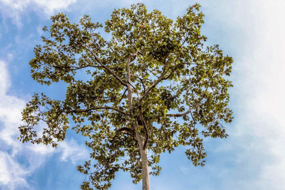 Dipterocarpus Jokar Photography blog