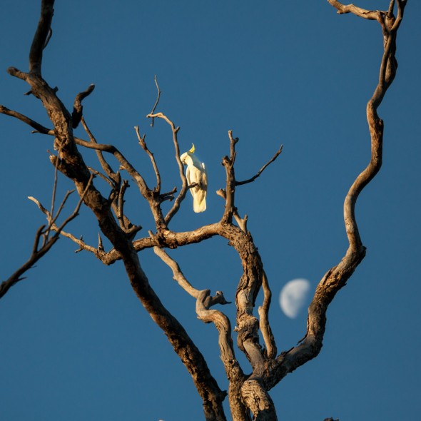 Sulphur-crested White Cockatoo (and the Moon)