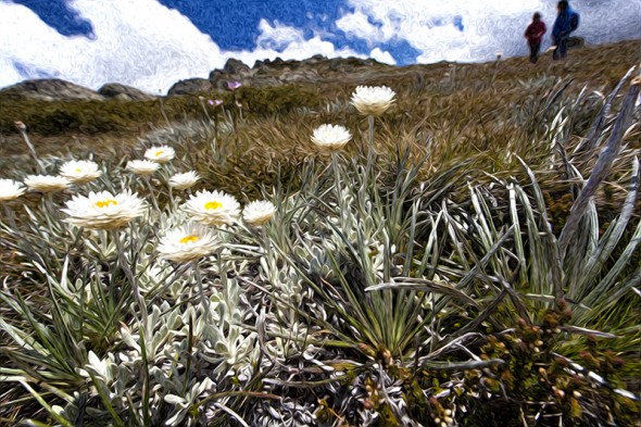 Ramsheads snow daisies