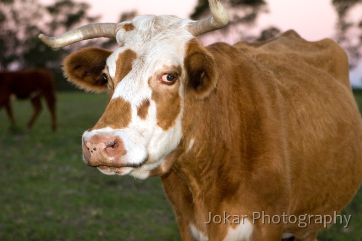 20060416_Booral_035.jpg - Suspicious cow, Booral NSW
