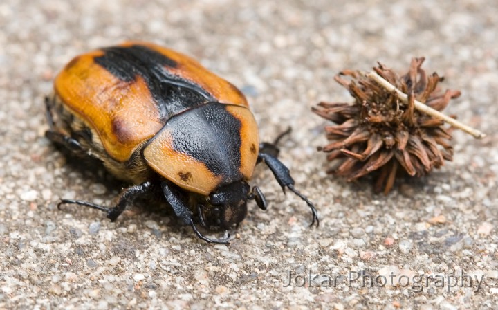 Beetle_20070210_008.jpg - Beetle and liquidamber seed, Canberra