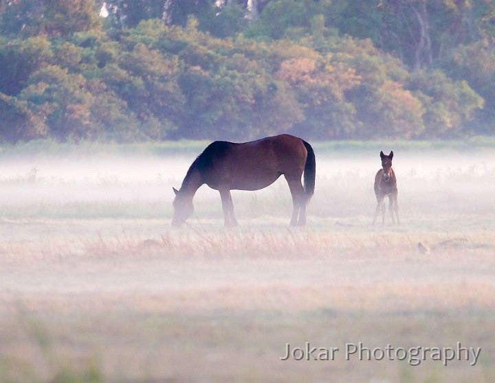 Kakadu_20070829_017.jpg - Brumbies in foggy dawn light, Kakadu