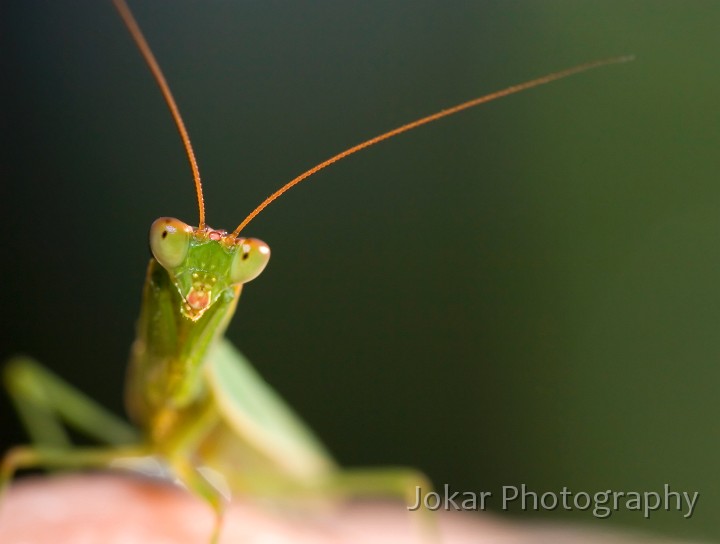 Kempsey_20061228_002.jpg - Preying Mantis, Trial Bay NSW