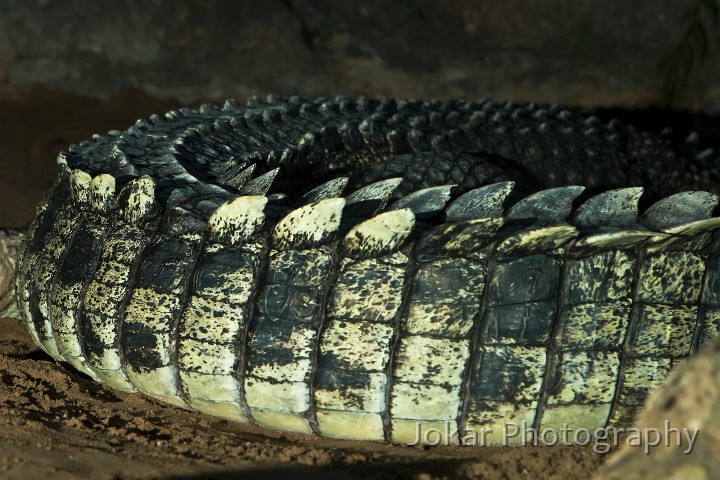 Litchfield_20070904_104.jpg - Estuarine crocodile  (Crocodylus porosus) , Northern Territory