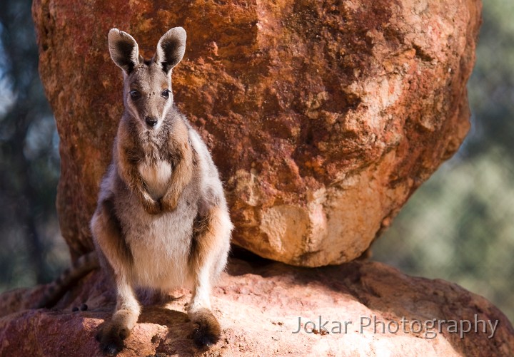 Longreach_20070807_038.jpg - Black-footed rock wallaby, Charleville, Queensland