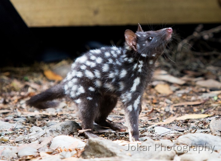 Overland_Track_20090203_205.jpg - Eastern Quoll  (Dasyrus viverrinus) , Waterfall Valley, Overland Track, Tasmania