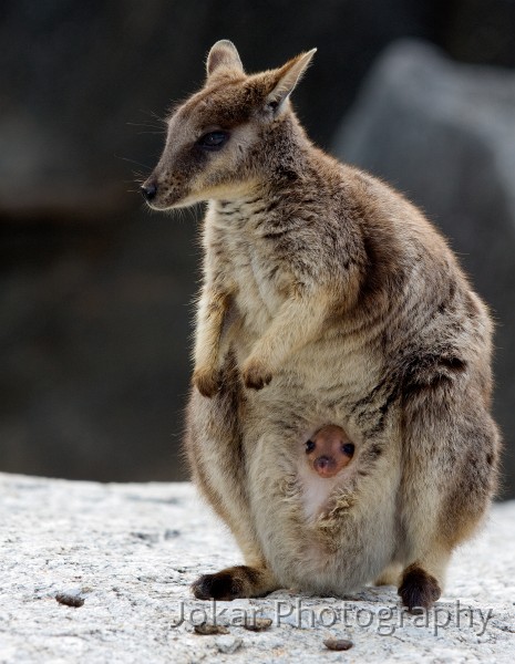 Port_Douglas_20080624_145.jpg - Unadorned Rock Wallabies  (Petrogale inornata) , Atherton Tableland, Queensland