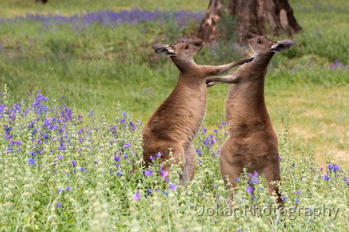 _MG_1048.jpg - Fighting Western Grey roos, Wilpena Pound, South Australia