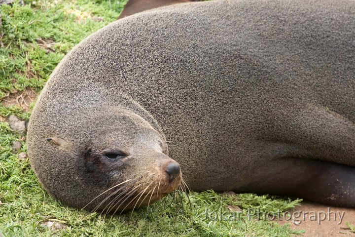 _MG_1607.jpg - New Zealand Fur Seal, Cape du Couedic, Kangaroo Island, South Australia