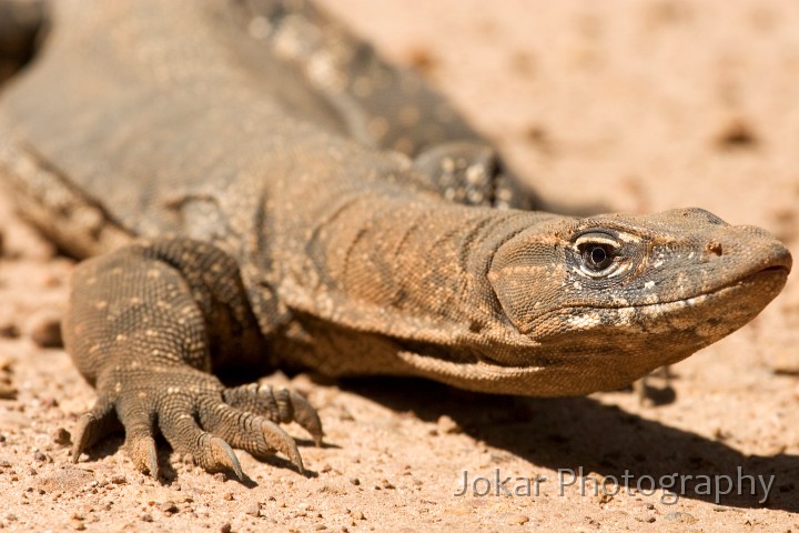 _MG_1914.jpg - Heath Lizard, Kangaroo Island, South Australia