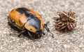 Beetle_20070210_008