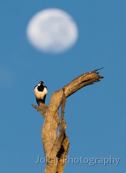 20060417_Booral_082.jpg - Magpie, Booral