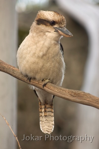 Beechworth_125.jpg - Kookaburra at Mt Buffalo