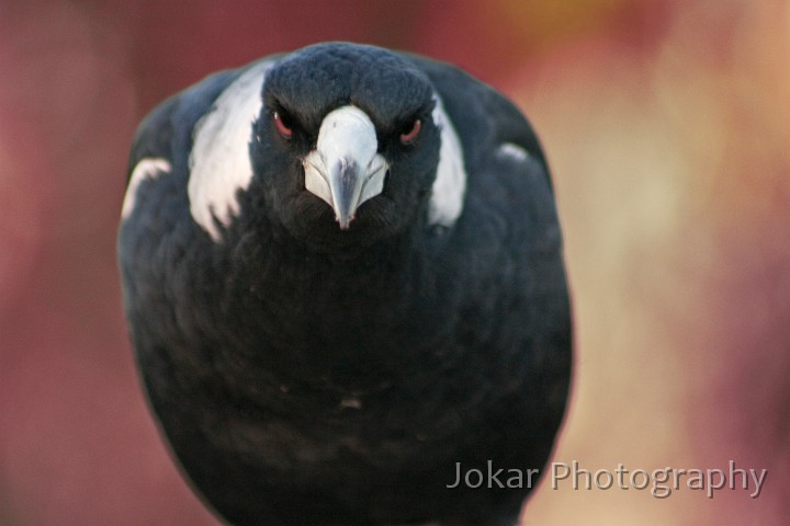 Black-Mountain-0022-2.jpg - Magpie on Black Mountain