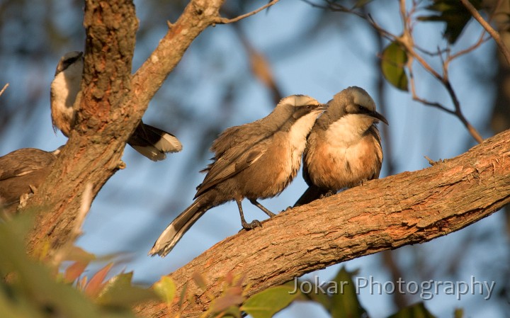 Booral_20050814_095.jpg - Grey-crowned babblers