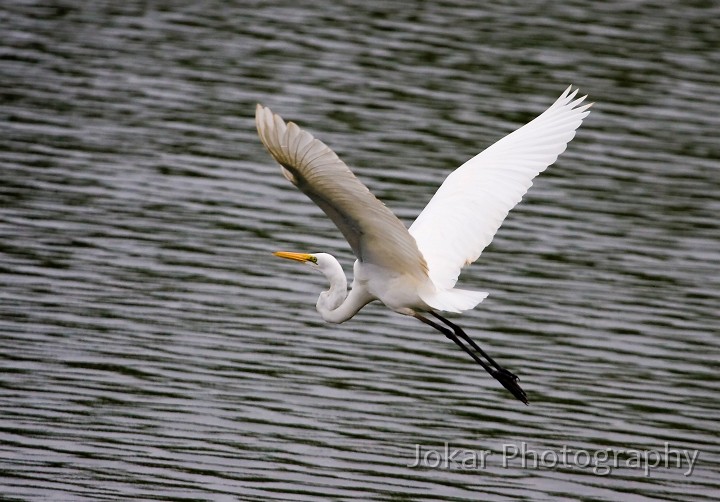 Borroloola_20070817_067.jpg - Egret, Borroloola, Northern Territory