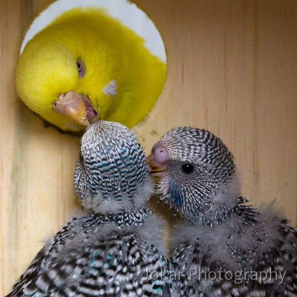 Budgerigars_20081130_016.jpg - Budgerigars  (Melopsittacus undulatus) 