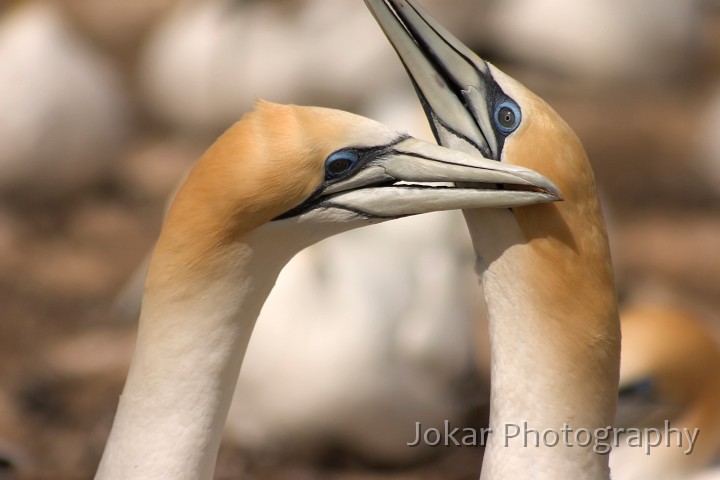 CRW_4270.jpg - Gannets at Cape Kidnappers (Hawkes Bay New Zealand)