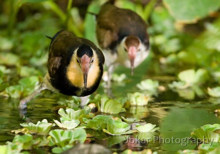 Darwin_20070831_211.jpg - Comb-crested Jacana  (Metopidius (Irediparra) gallinacea) , Morthern Territory