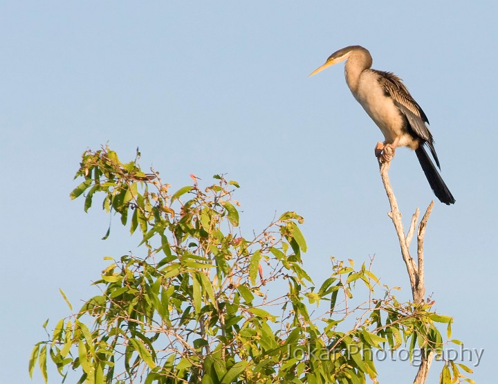 Kakadu_20070829_116.jpg