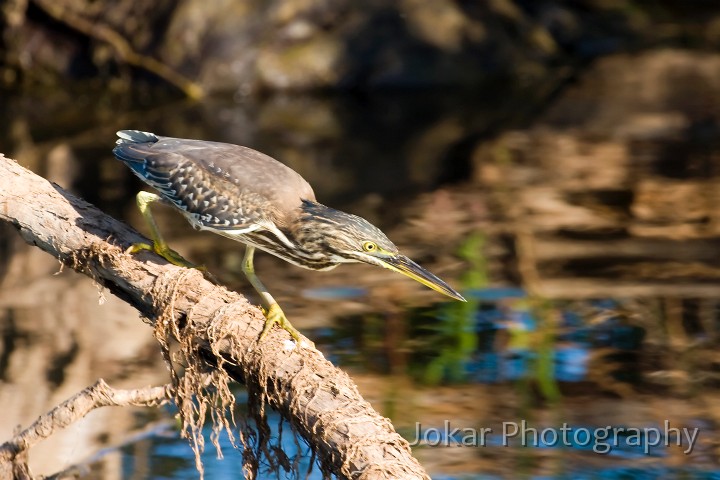 Kakadu_20070829_214.jpg - Striated Heron  (Butorides striatus) , Kakadu