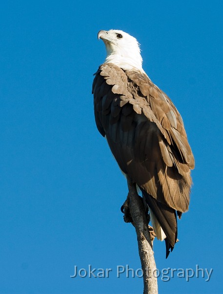 Kakadu_20070829_246.jpg - Sea Eagle, Kakadu