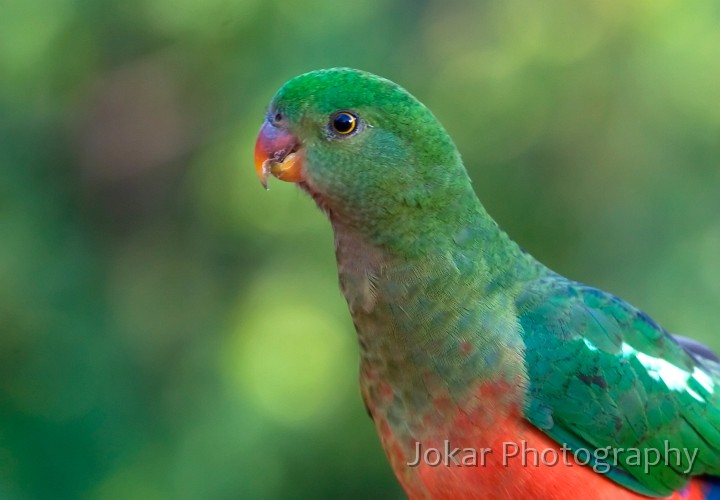 King_parrots_20070624_011.jpg - King parrot