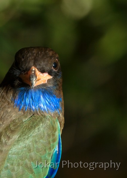 Litchfield_20070904_064.jpg - Rainbow Pitta, Northern Territory