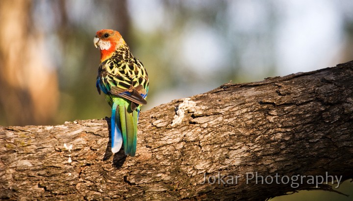 Mt_Rogers_20080116_034.jpg - Easter Rosella on Mt Rogers