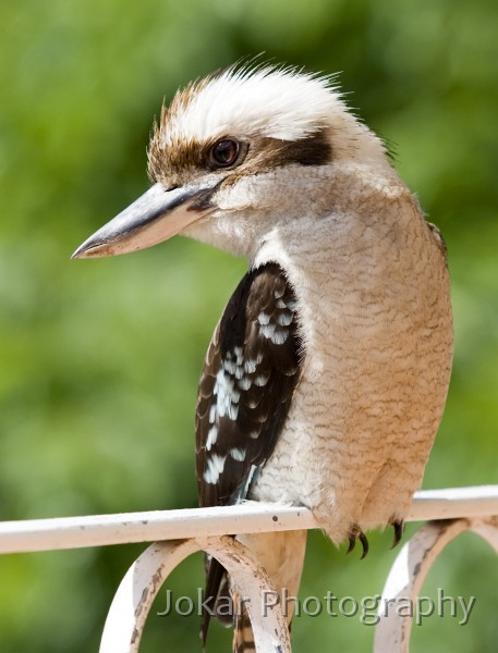 Narrabeen_20061029_029.jpg - Kookaburra, Narrabeen