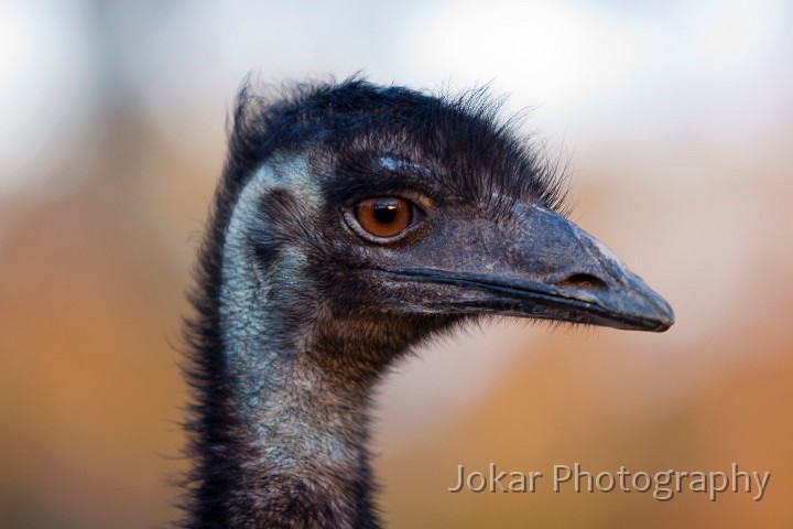 Nyngan_20070805_038.jpg - Emu, Nyngan