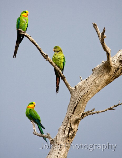 Superb_Parrots_20081217_008.jpg - Superb Parrots  (Polytelis swainsonii) , Mt Rogers, Canberra