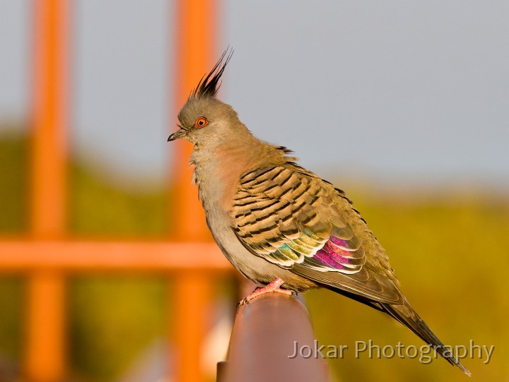 Uluru_20070922_074.jpg - Crested Pigeon, NT