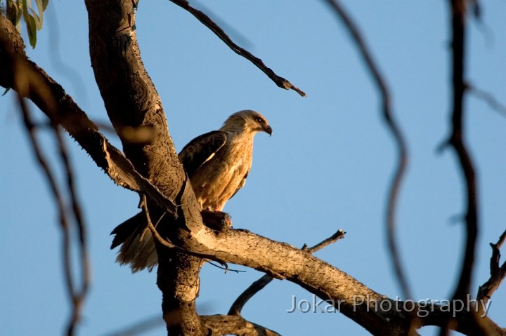 _MG_0205.jpg - Kite beside the Darling RIver