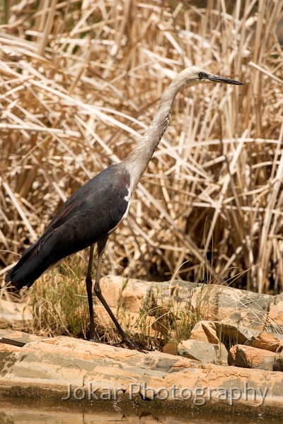 _MG_0835.jpg - Pacific Heron at Blinman Pools (Flinders Ranges)