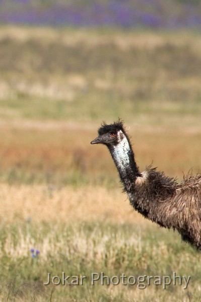 _MG_0993.jpg - Flinders Ranges emu