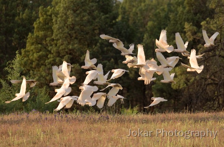 _MG_1253.jpg - Corellas near Wilpena