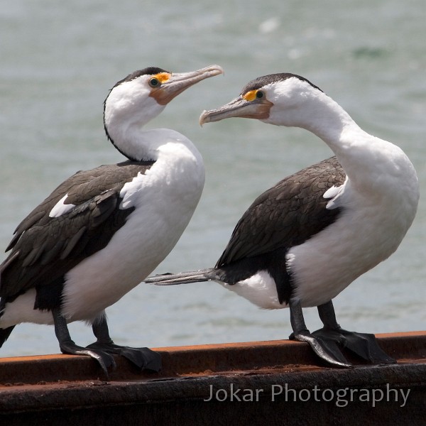 _MG_1468.jpg - Pied Cormorants courting (Kinscote, Kangaroo Island)