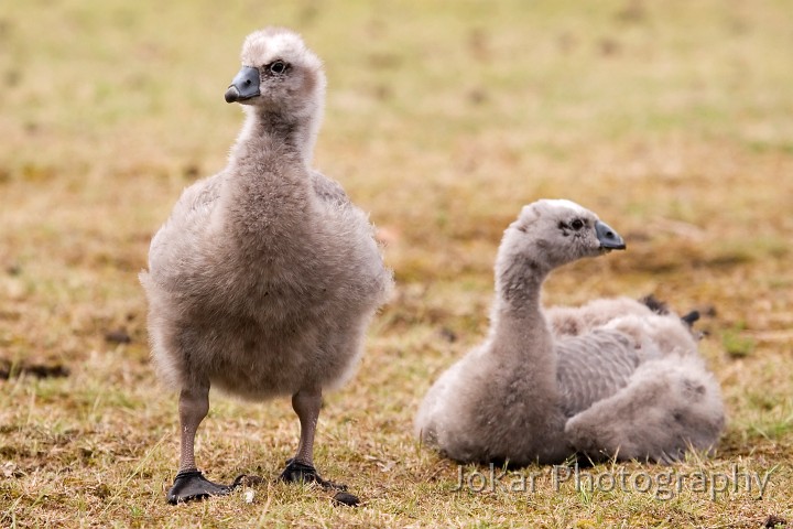 _MG_1504.jpg - Cape Barren Geese chicks (Flinders Chase, Kangaroo Island)