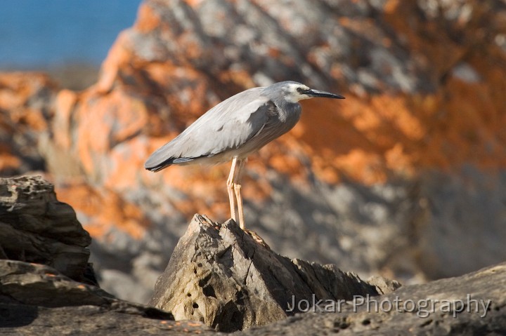 _MG_1819.jpg - White-faced Heron (Kangaroo Island)
