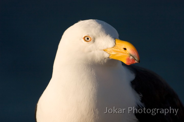 _MG_1893.jpg - Pacific Gull (Cape du Couedic, Kangaroo Island)