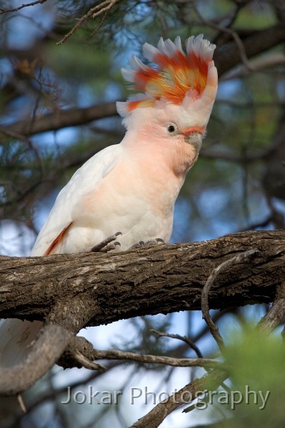 _MG_2395.jpg - Pink (Major Mitchell) Cockatoo (Lake Mungo)