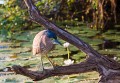 Kakadu_20070829_072